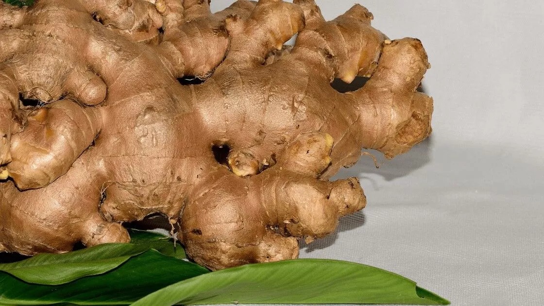 Consume ginger to get the benefits in winter