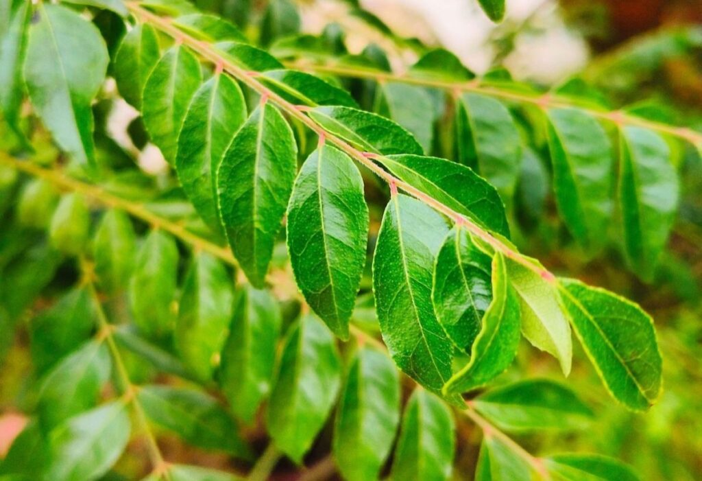 Amazing health benefits of curry leaves you can’t miss